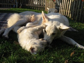 woche_5_und_6_17_20090408_1944295198.jpg