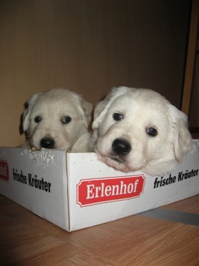 woche_5_und_6_7_20090408_1869562143.jpg