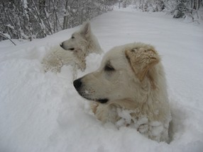 IMG_8500_1.JPG